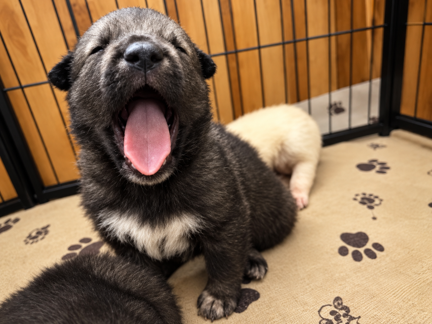 RIpley's - 3 weeks old - Curio1