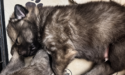 Ripley's - 2.5 weeks old - Wadlow1