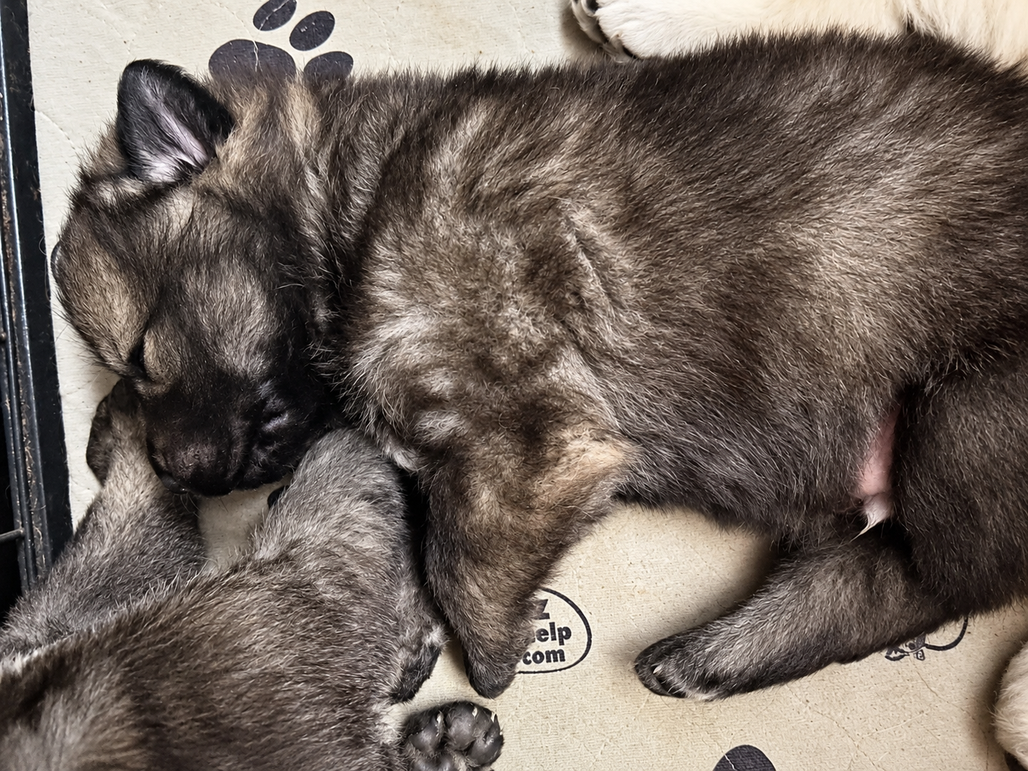 Ripley's - 2.5 weeks old - Wadlow1