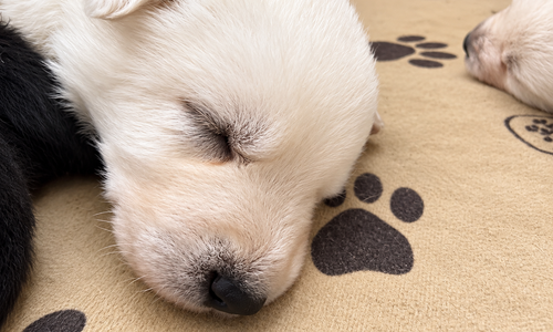 Ripley's - 2.5 weeks old - Lyra1