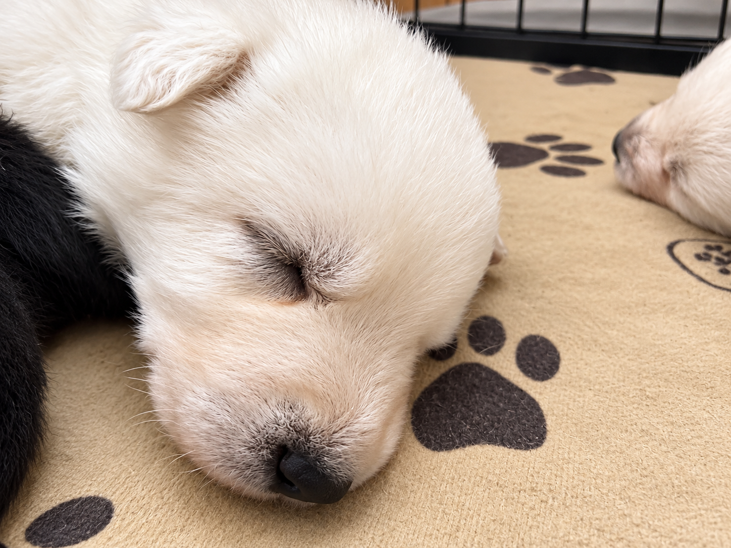 Ripley's - 2.5 weeks old - Lyra1