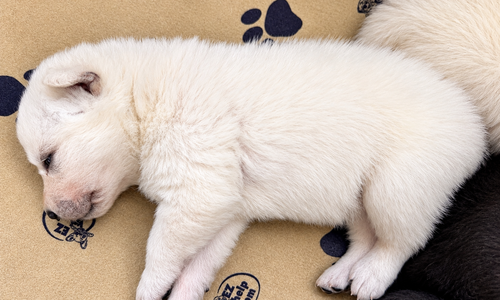 Ripley's - 2.5 weeks old - Nova1