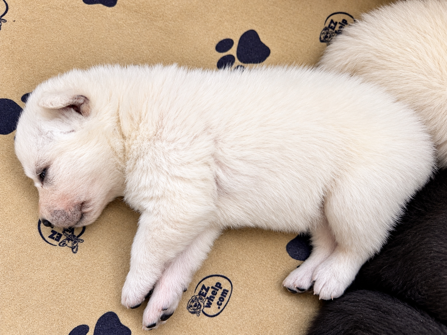 Ripley's - 2.5 weeks old - Nova1