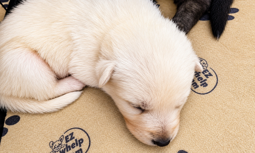 Ripley's - 2.5 weeks old - Aura