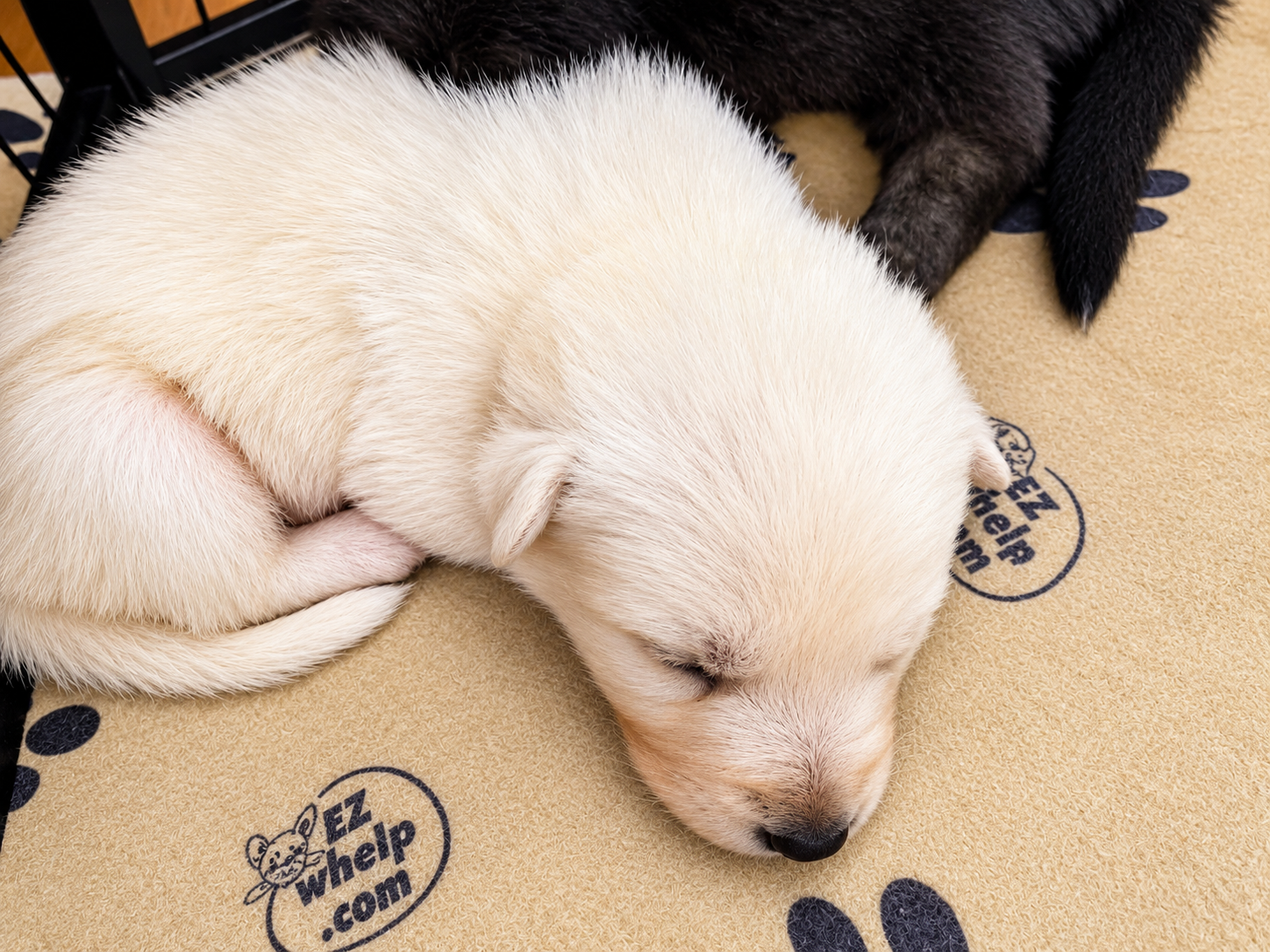 Ripley's - 2.5 weeks old - Aura