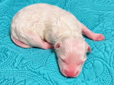 Aura - Newborn1
