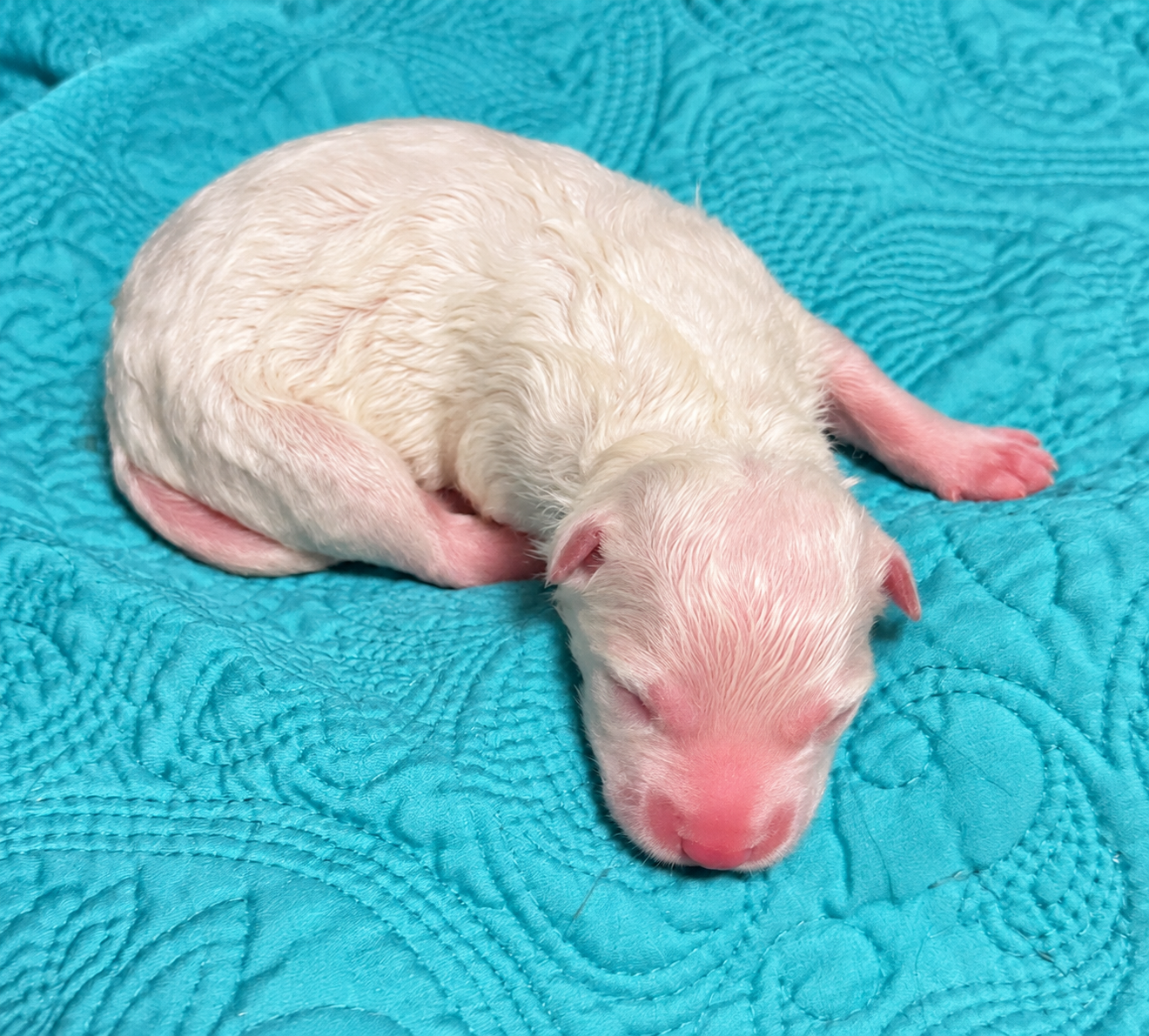 Aura - Newborn1