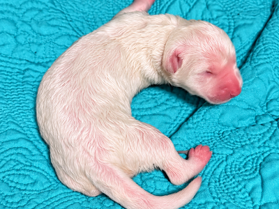 Aura - Newborn2