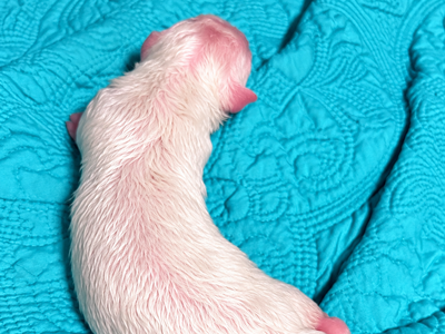 Lyra - Newborn2