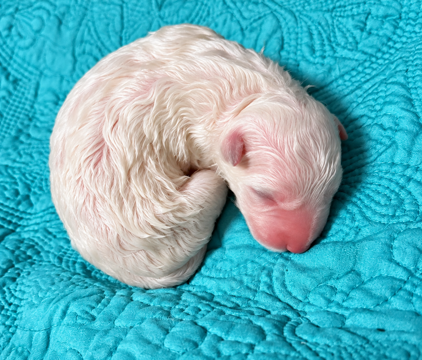 Aura - Newborn2