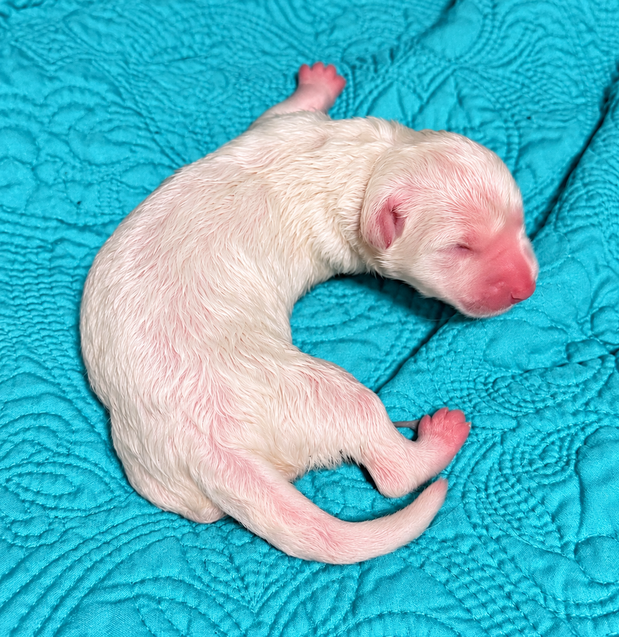 Lyra - Newborn1