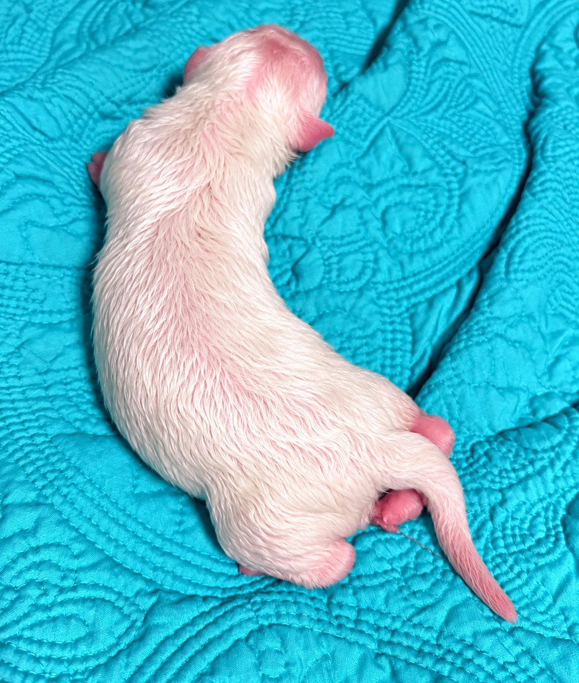 Lyra - Newborn2
