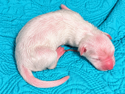 Nova - Newborn1