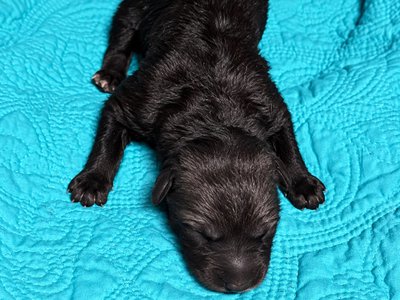 Wadlow - newborn1