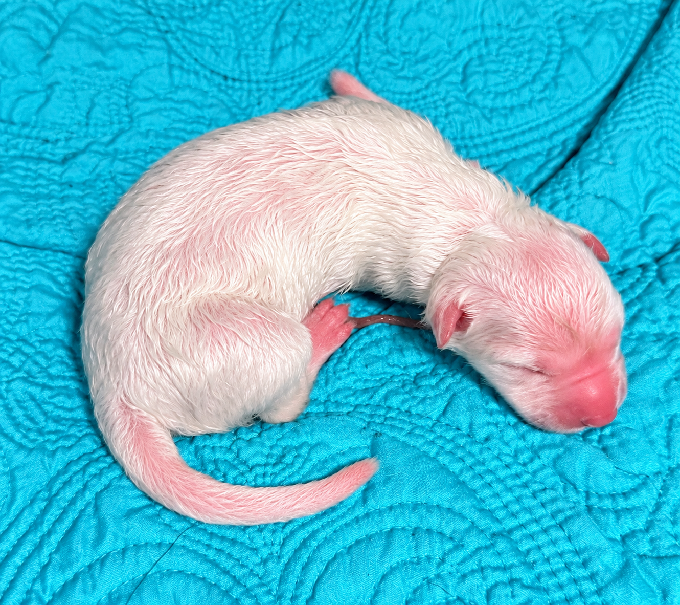 Nova - Newborn1