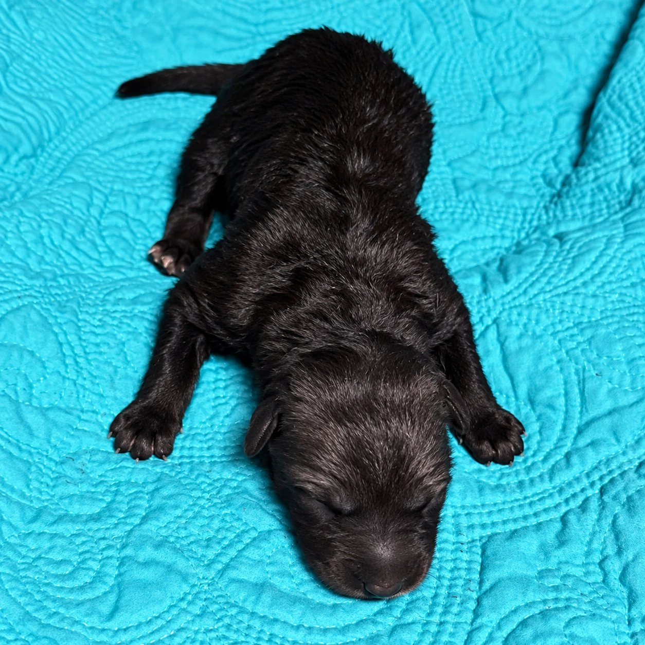 Wadlow - newborn1