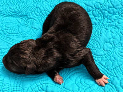 Curio - Newborn2