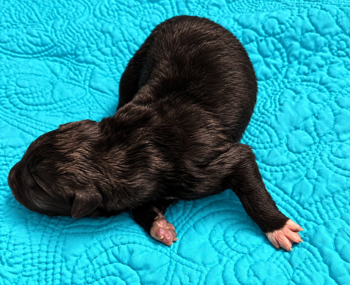 Curio - Newborn2