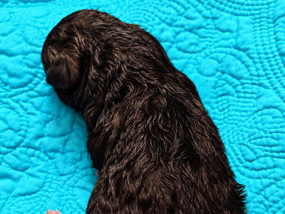Mystery - Newborn1