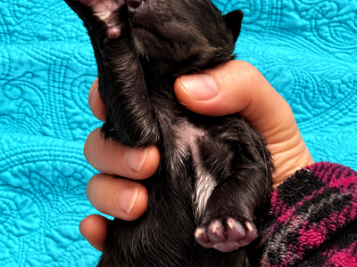 Mystery - Newborn1
