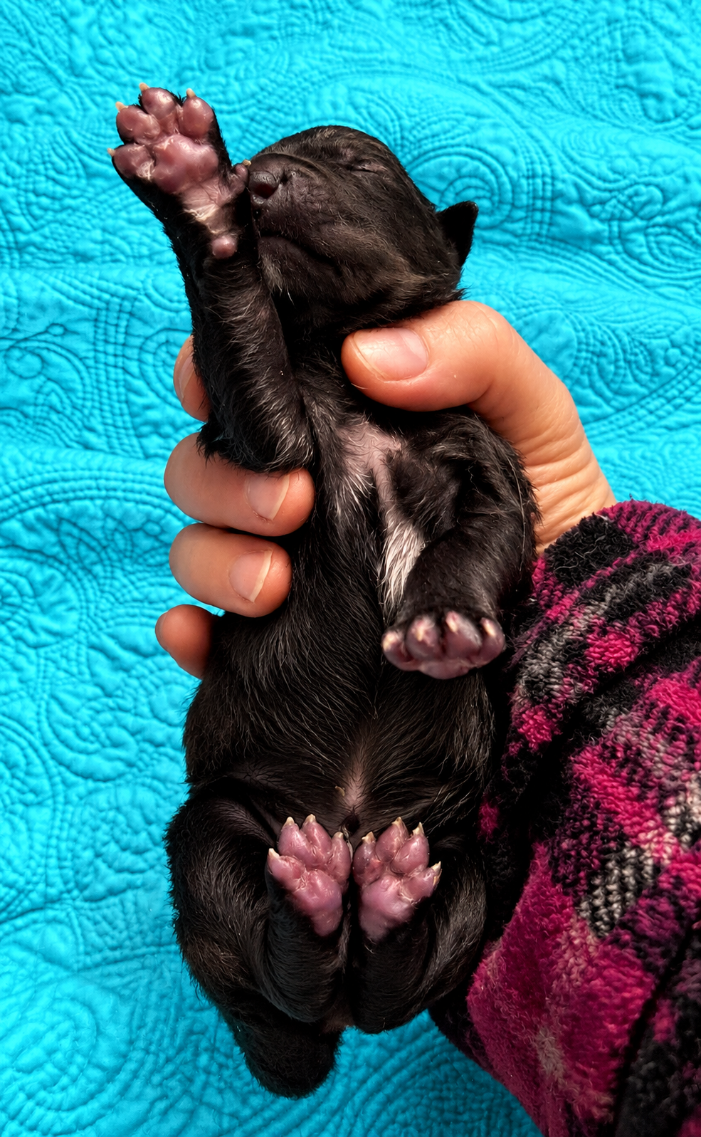 Mystery - Newborn1