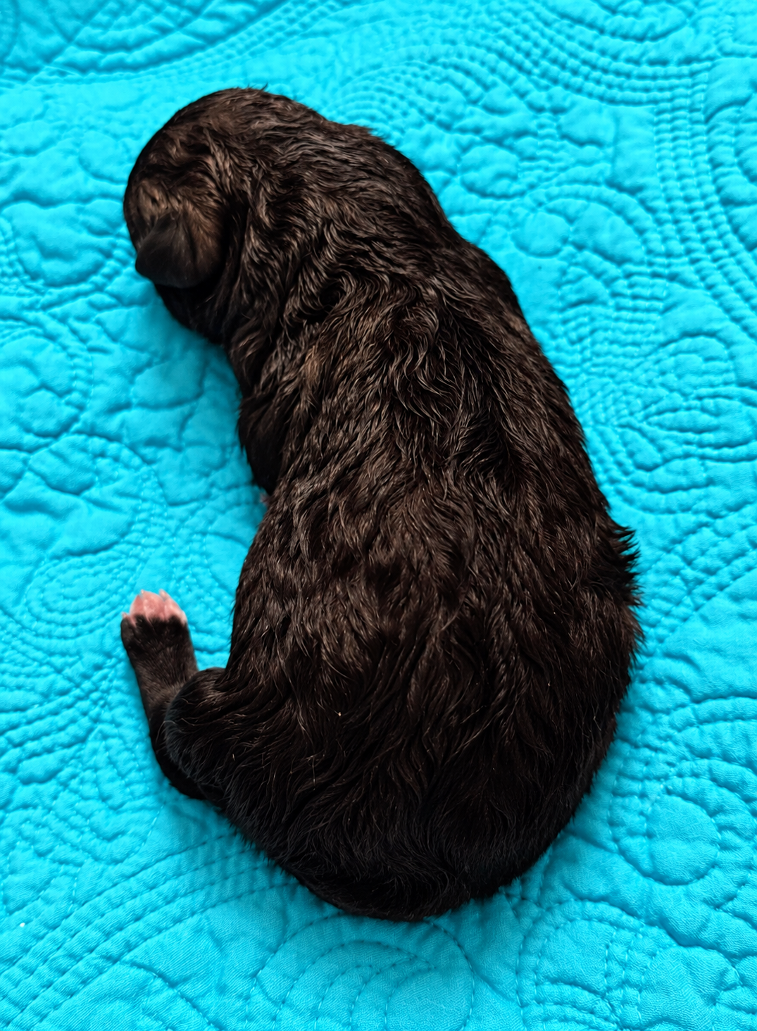 Mystery - Newborn1
