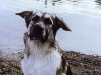 Choclate chip after a swim.png