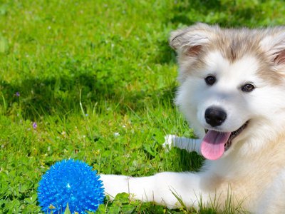 Clare is with her blue ball.jpg