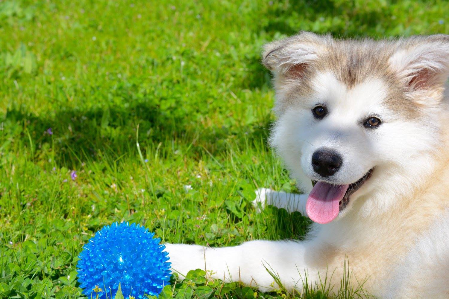 Clare is with her blue ball.jpg