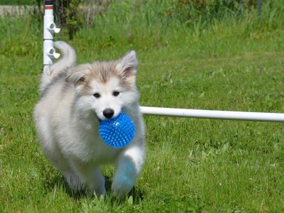 Clare with her blue ball.jpg