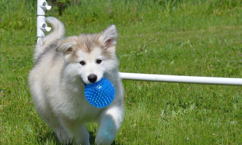 Clare with her blue ball.jpg