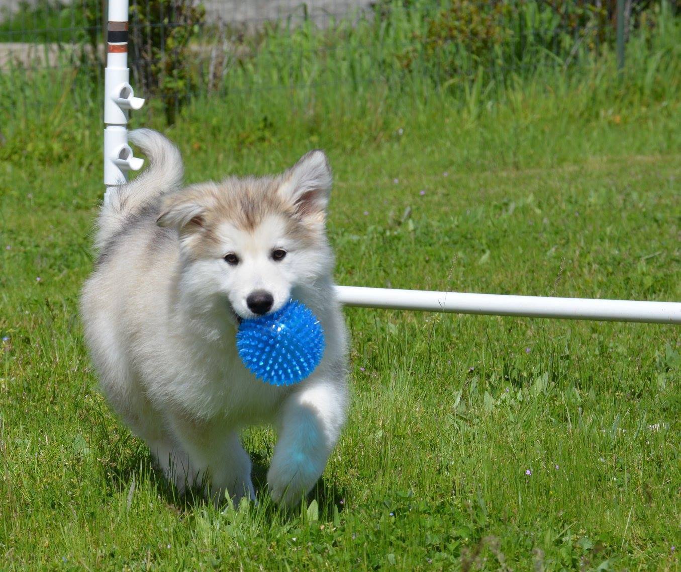 Clare with her blue ball.jpg