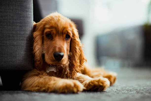 Cocker spaniel.jpg
