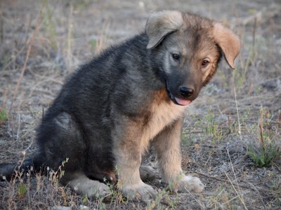 Cookie Monster pup1.jpg