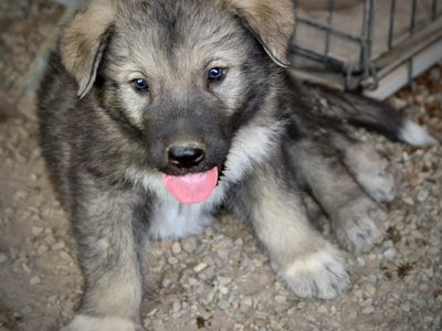 Cookie Monster pup6.jpg