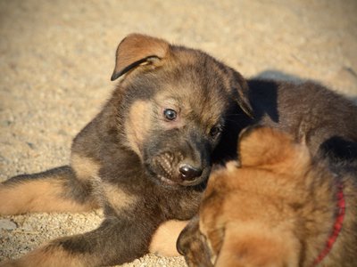 Monster Movie - Rodan - 6 weeks old - head shot