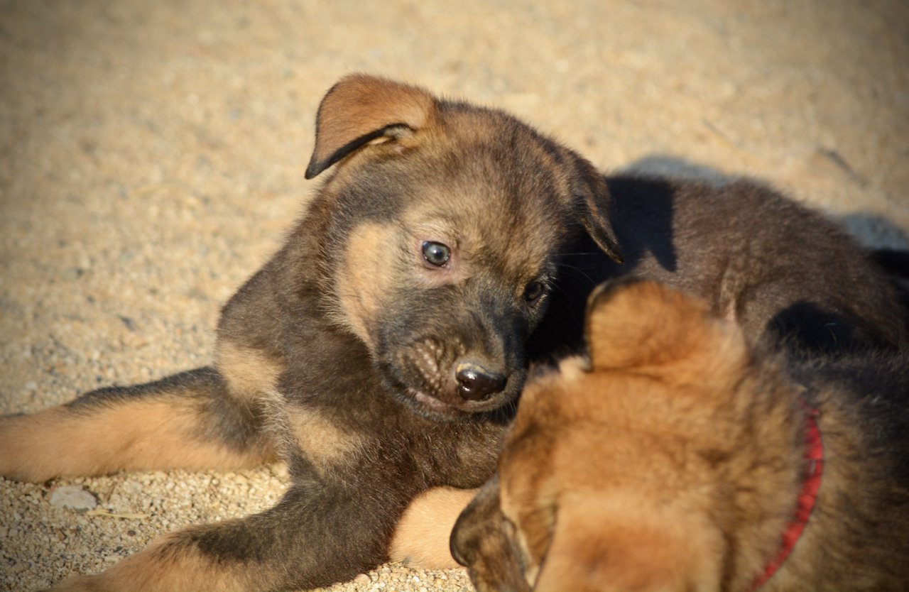 Monster Movie - Rodan - 6 weeks old - head shot