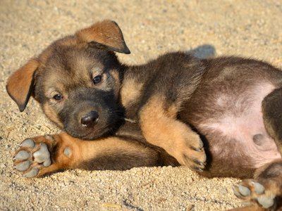 Monster Movie - Rodan - 6 weeks old - laying down looking at camera