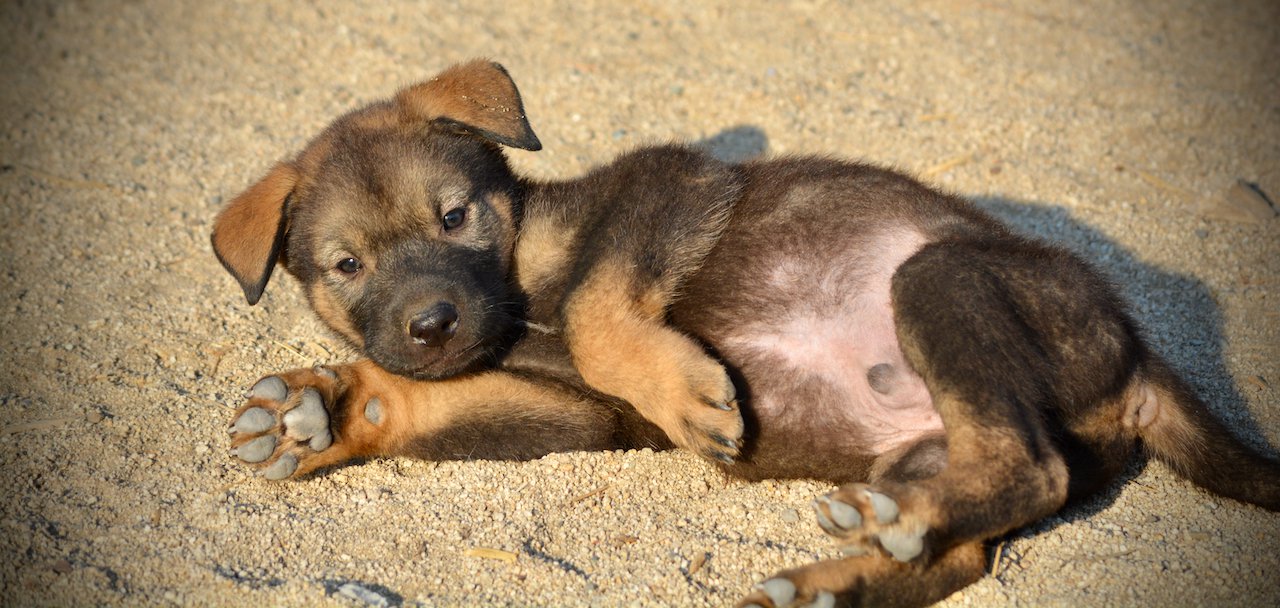 Monster Movie - Rodan - 6 weeks old - laying down looking at camera