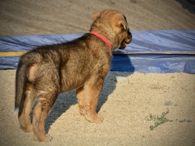 Monster Movie - Gamera - 6 weeks old - standing