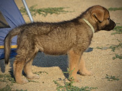 Monster Movie - Mothra - 6 weeks old - standing