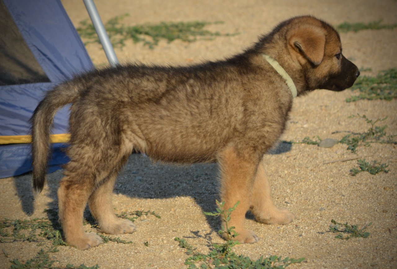 Monster Movie - Mothra - 6 weeks old - standing