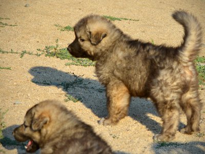 Monster Movie - Creature - 6 weeks old - standing w/ tail up