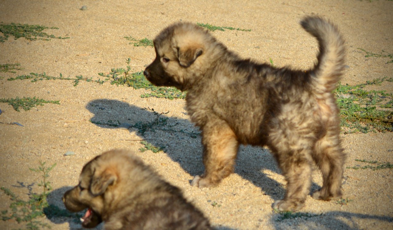 Monster Movie - Creature - 6 weeks old - standing w/ tail up