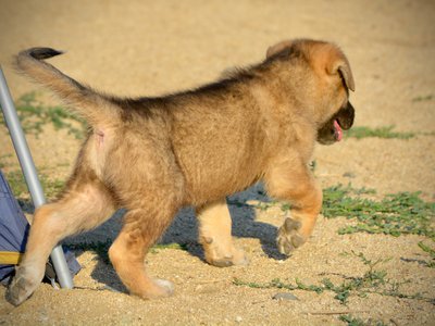 Monster Movie - Balrog - 6 weeks old - trotting