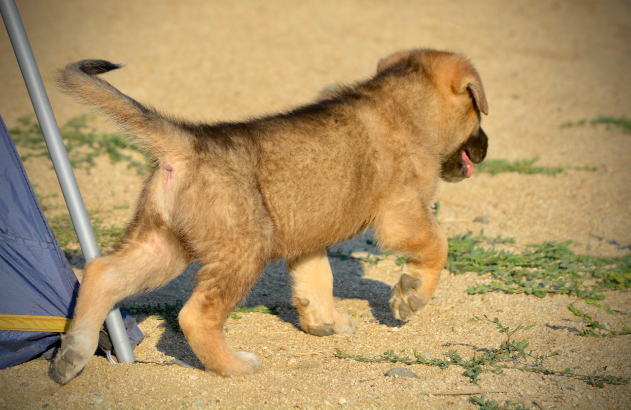 Monster Movie - Balrog - 6 weeks old - trotting