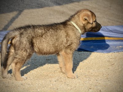 Monster Movie - Mothra - 6 weeks old - standing pretty