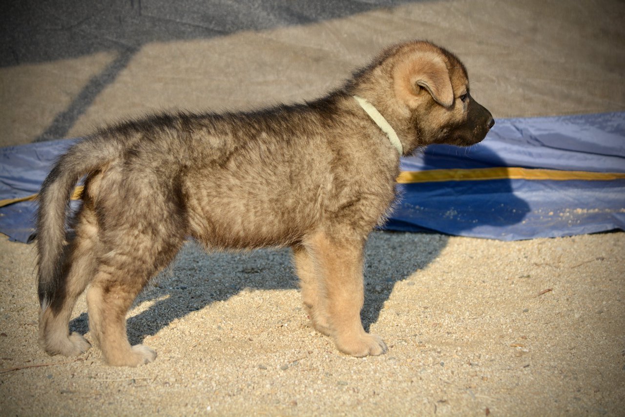 Monster Movie - Mothra - 6 weeks old - standing pretty