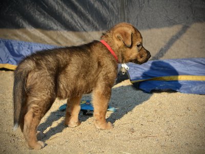 Monster Movie - Gamera - 6 weeks old - standing side