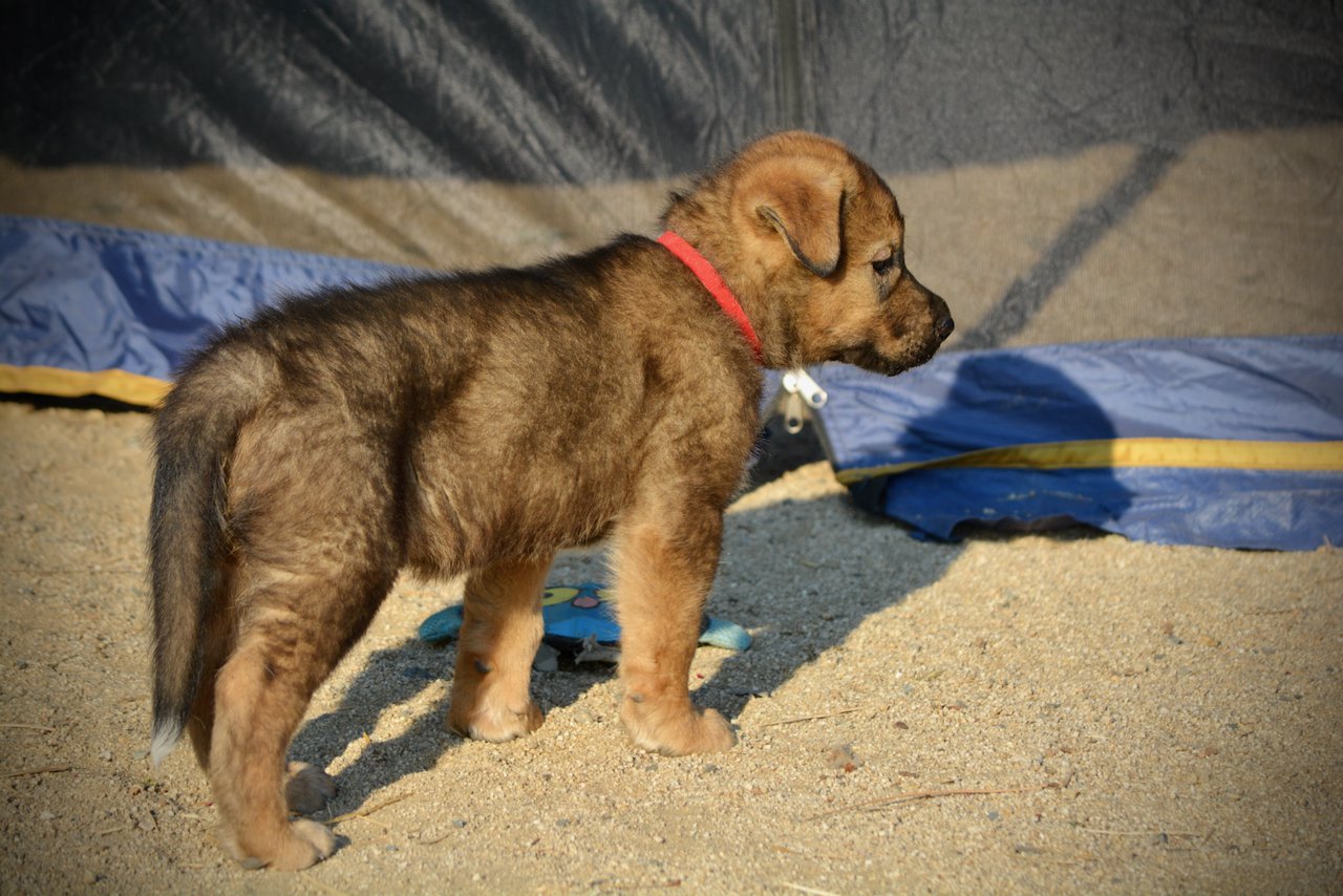 Monster Movie - Gamera - 6 weeks old - standing side